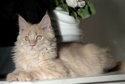 Close-up of cat sitting on table