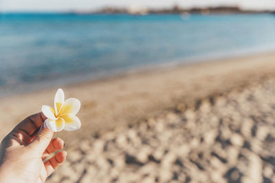 Cropped hand of woman holding seashell at beach