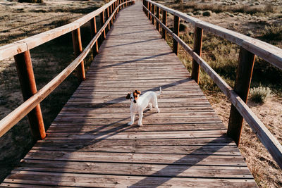 View of dog on footbridge