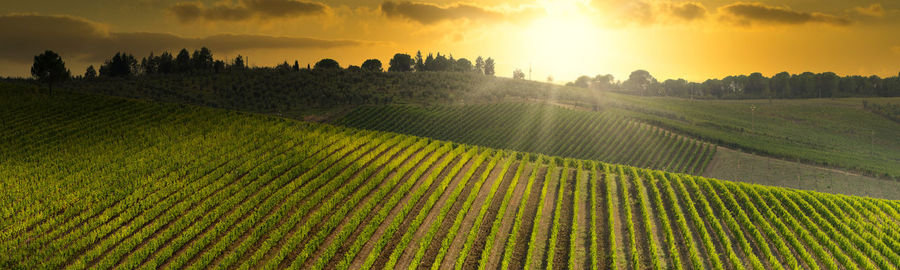 Panoramic shot of agricultural field against sky during sunset