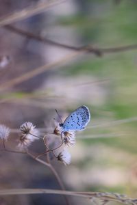 Close-up of butterfly pollinating on flower