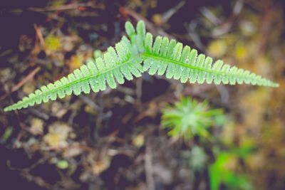 Close-up of fresh green leaves