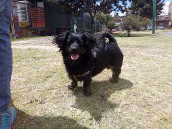 Portrait of black dog on grass