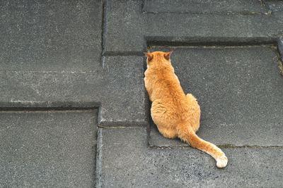 High angle view of ginger cat on street