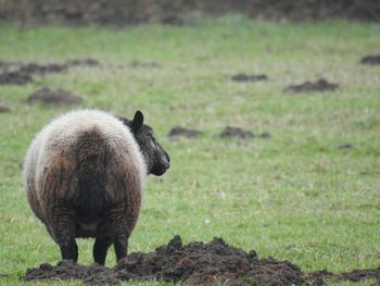 Close-up of sheep on field