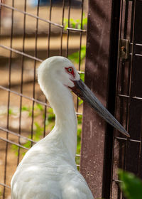 Close-up of bird