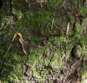 Close-up of lizard on tree trunk