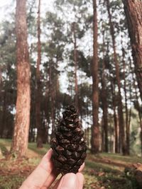 Midsection of person holding pine cone in forest