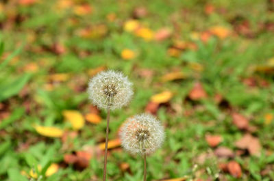 Close-up of dandelion