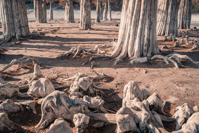 View of trees in forest
