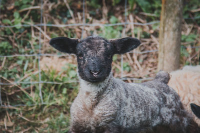 Portrait of an animal on field