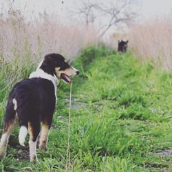 Dog standing on grassy field