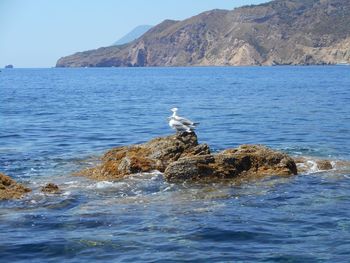 Seagull on rock in sea