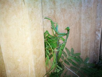 Close-up of lizard on wall