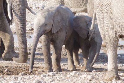 View of elephant