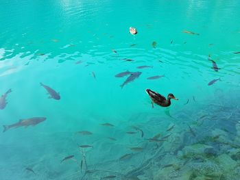 View of birds swimming in sea