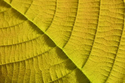 Macro shot of green leaf