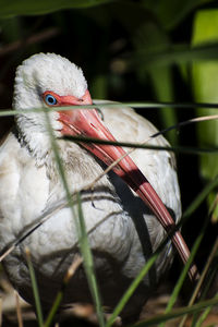 Close-up of bird