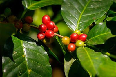 Close-up of red berries growing on plant