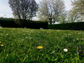 Scenic view of grassy field and trees against sky