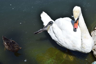 High angle view of swan swimming on lake