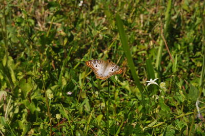 Butterfly on leaf