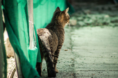 Cat looking away