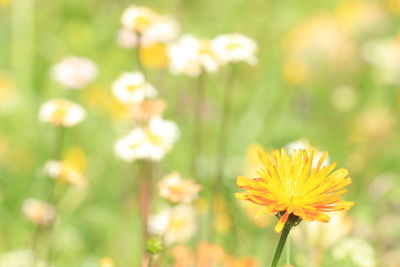 Close-up of yellow flowering plant on field