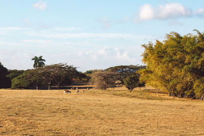 View of sheep on field against sky