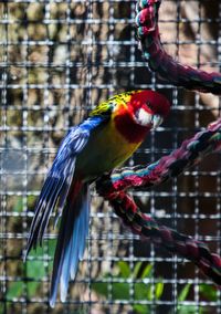 Close-up of parrot perching on tree in cage