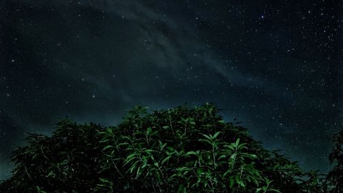 Low angle view of trees against star field at night