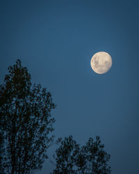 Low angle view of tree against clear sky at night