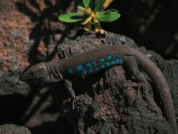 Close-up of lizard on tree trunk