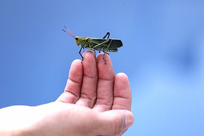 Cropped image of hand holding insect against blue sky