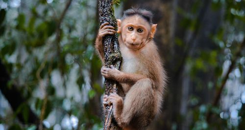 Cute little monkey sitting on tree in forest and staring into the camera