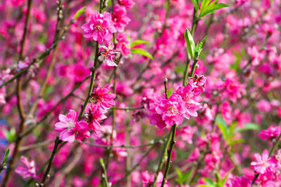 Close-up of pink flowers
