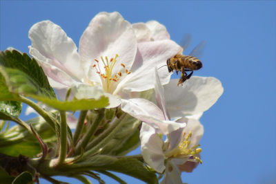 Close-up of bee on white flowers