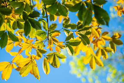 Low angle view of leaves against sky