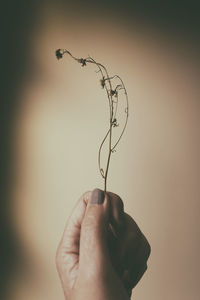 Close-up of hand holding twig