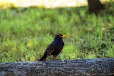 Bird perching on wood