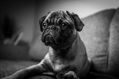 Close-up of dog looking away at home