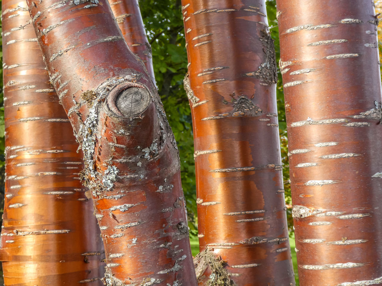 FULL FRAME SHOT OF BAMBOO