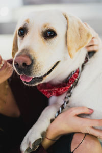 Midsection of woman holding dog