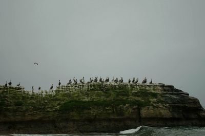 View of birds in flight