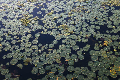 Full frame shot of leaves floating on water in lake 