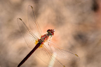 Close-up of dragonfly on plant