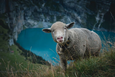 High angle portrait of sheep on hill against lake