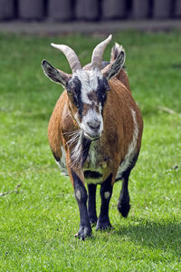 Portrait of horse on field