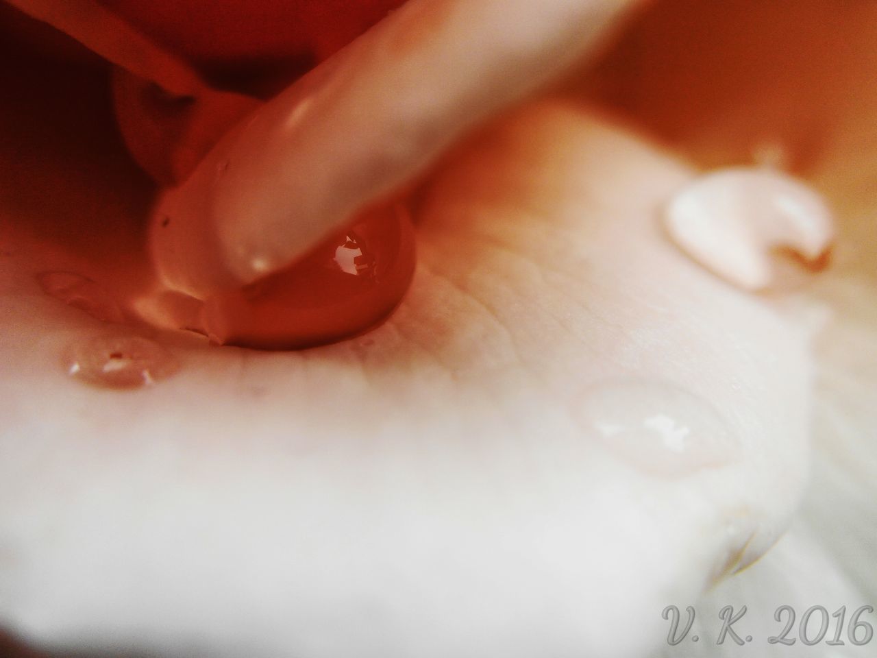 indoors, close-up, food and drink, person, part of, freshness, still life, selective focus, cropped, food, one person, red, detail, healthy eating, human finger, table, focus on foreground, drop, high angle view