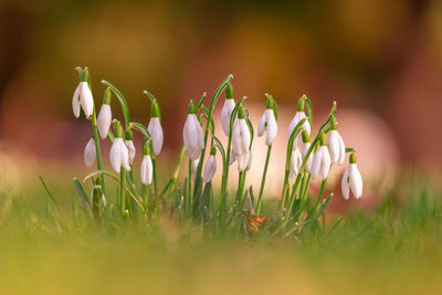 Close-up of flowering plants 